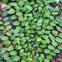 Ficus diversiformis Miq.